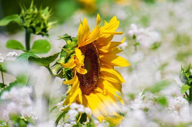 Sunflower Bouquets